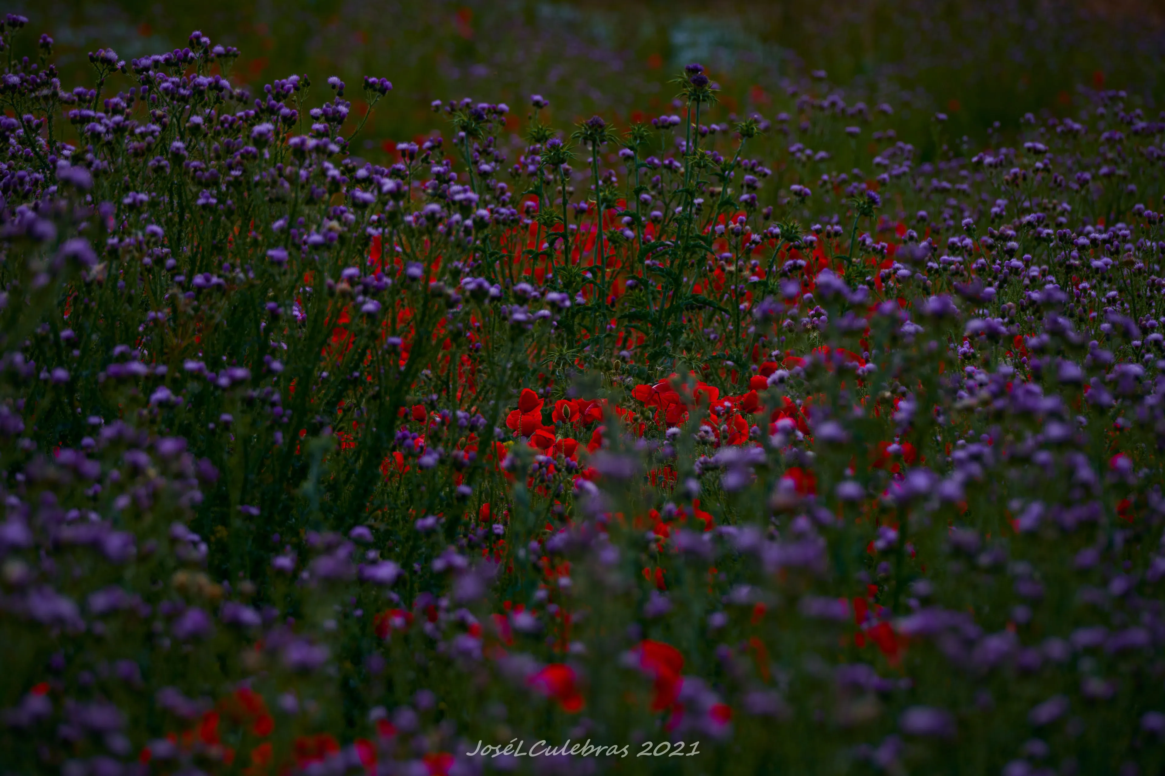 Flora