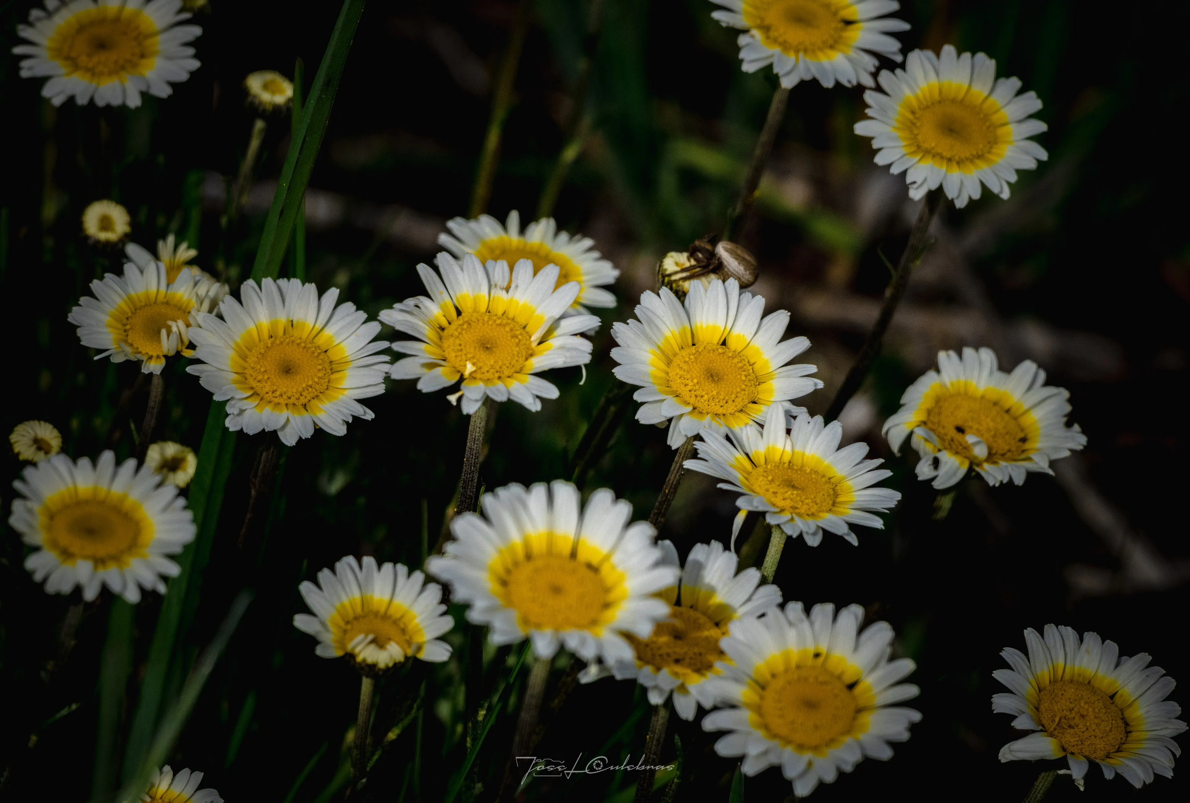 Flora
