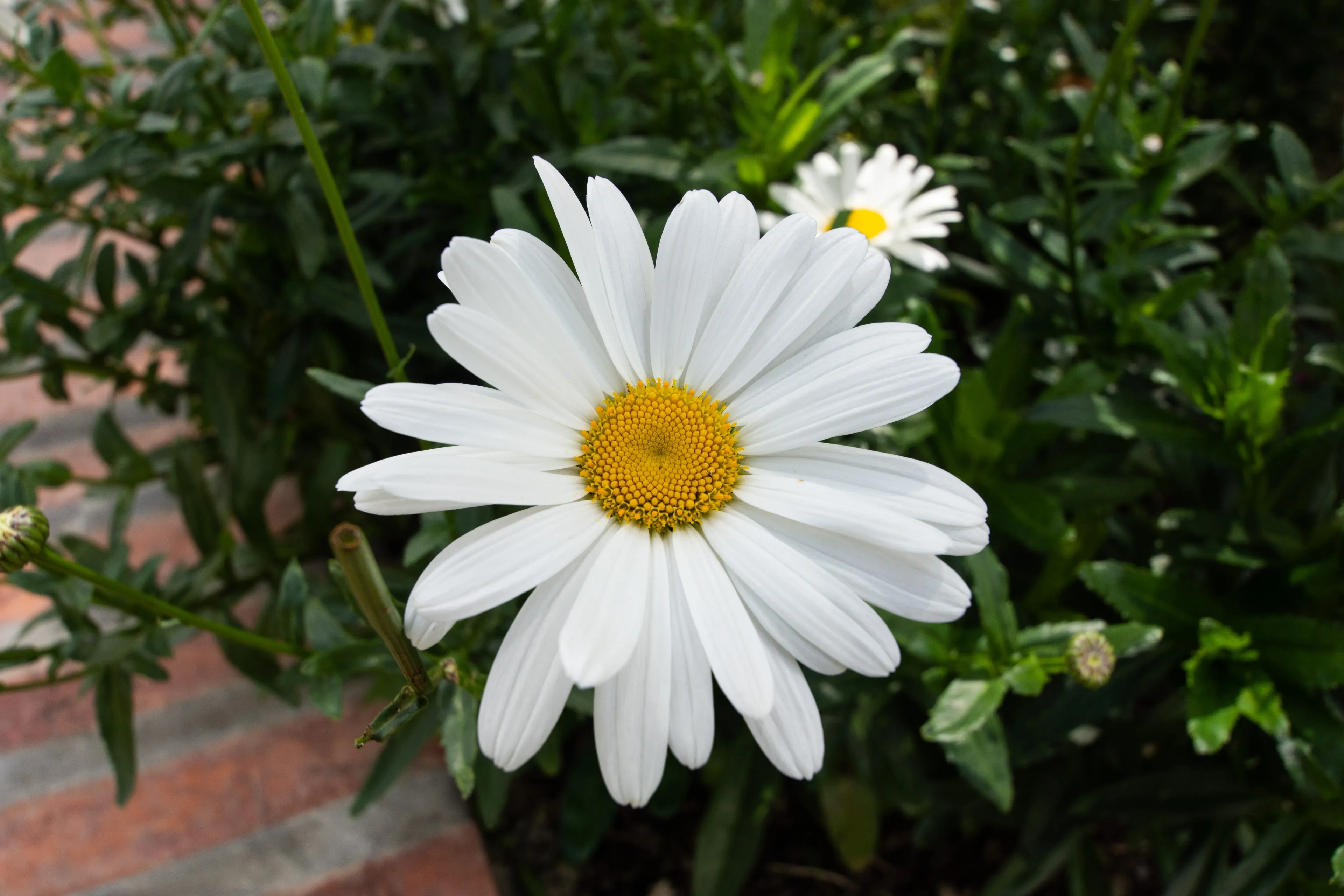 Flora