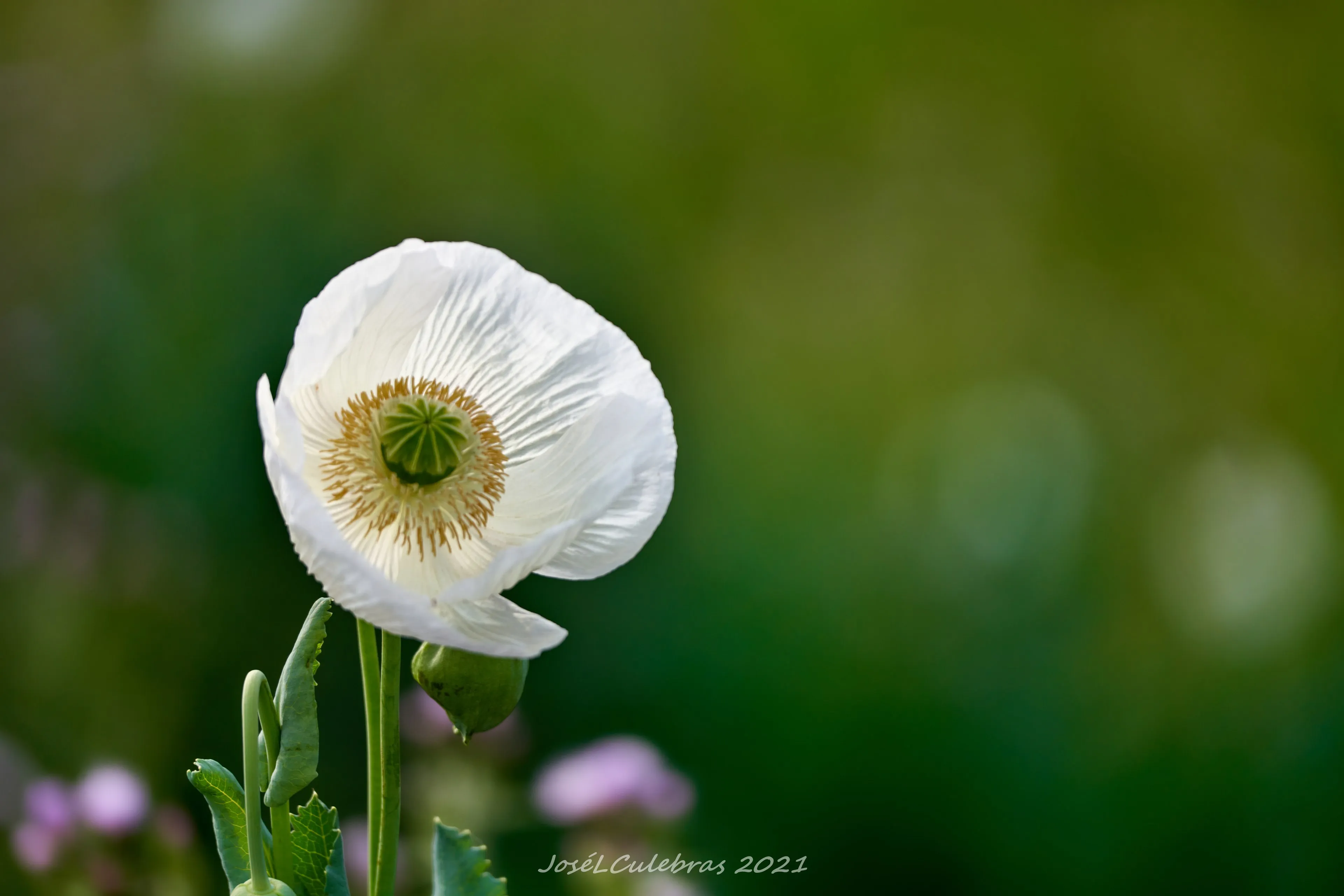Flora