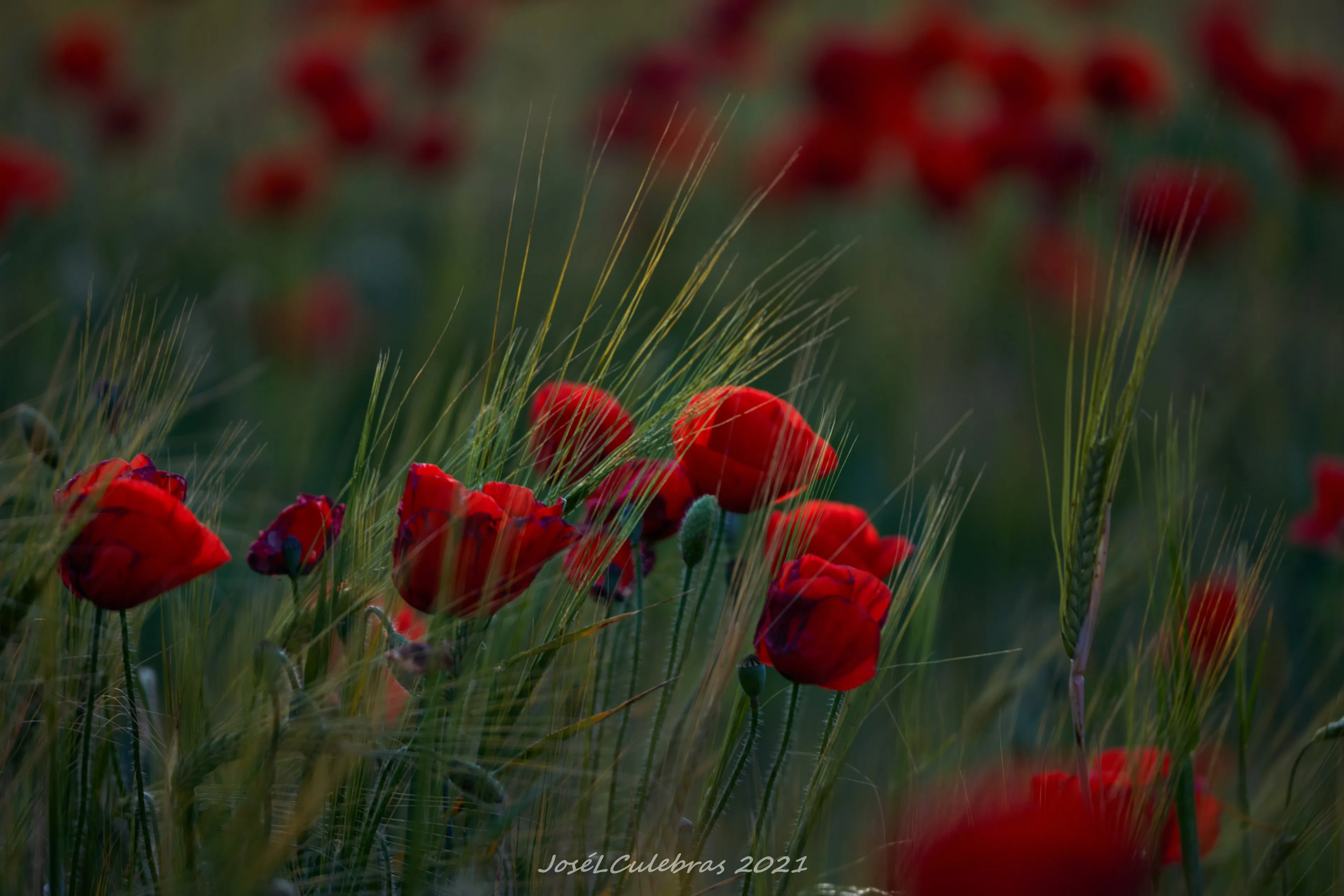 Flora