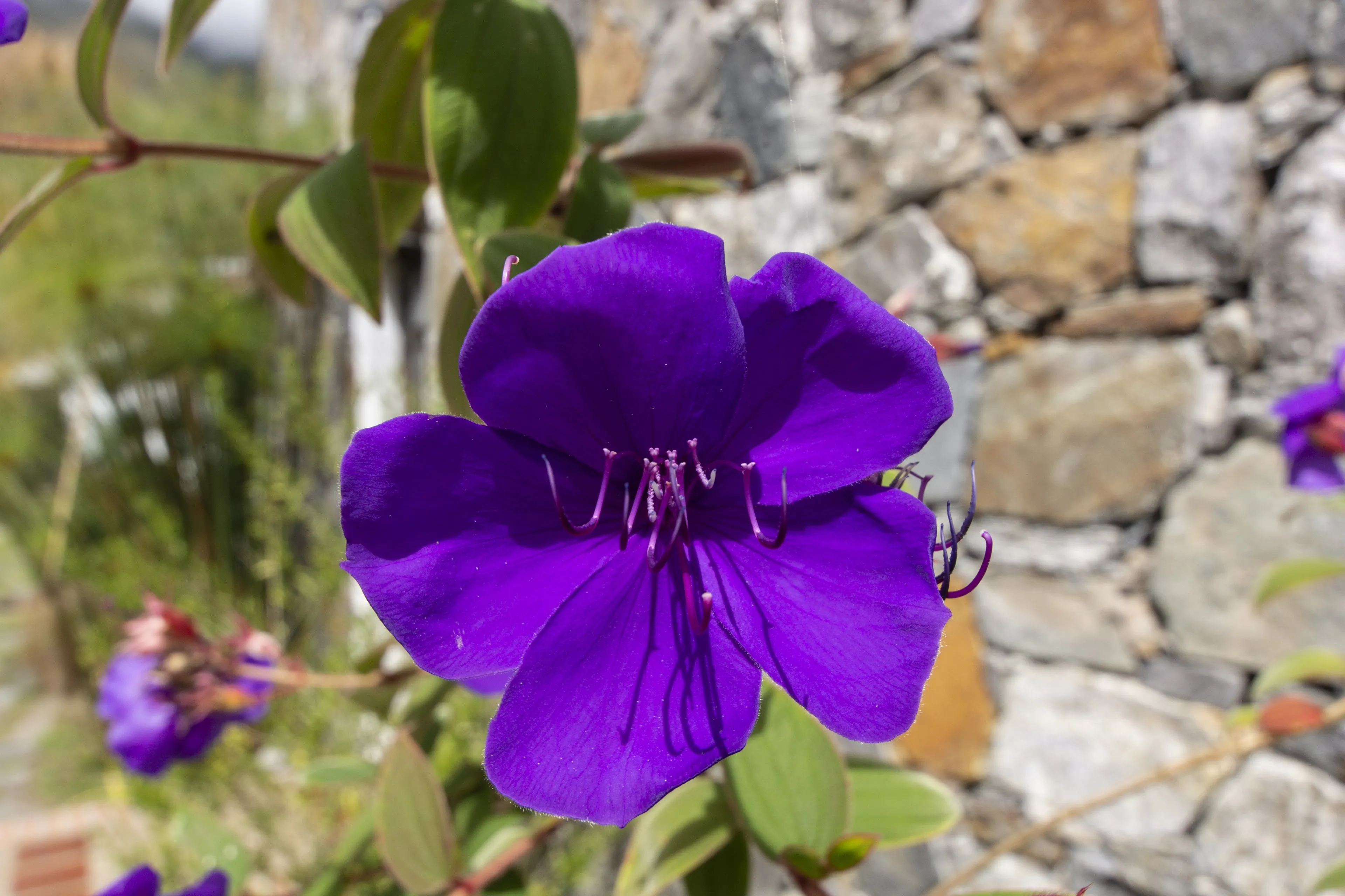 Flora