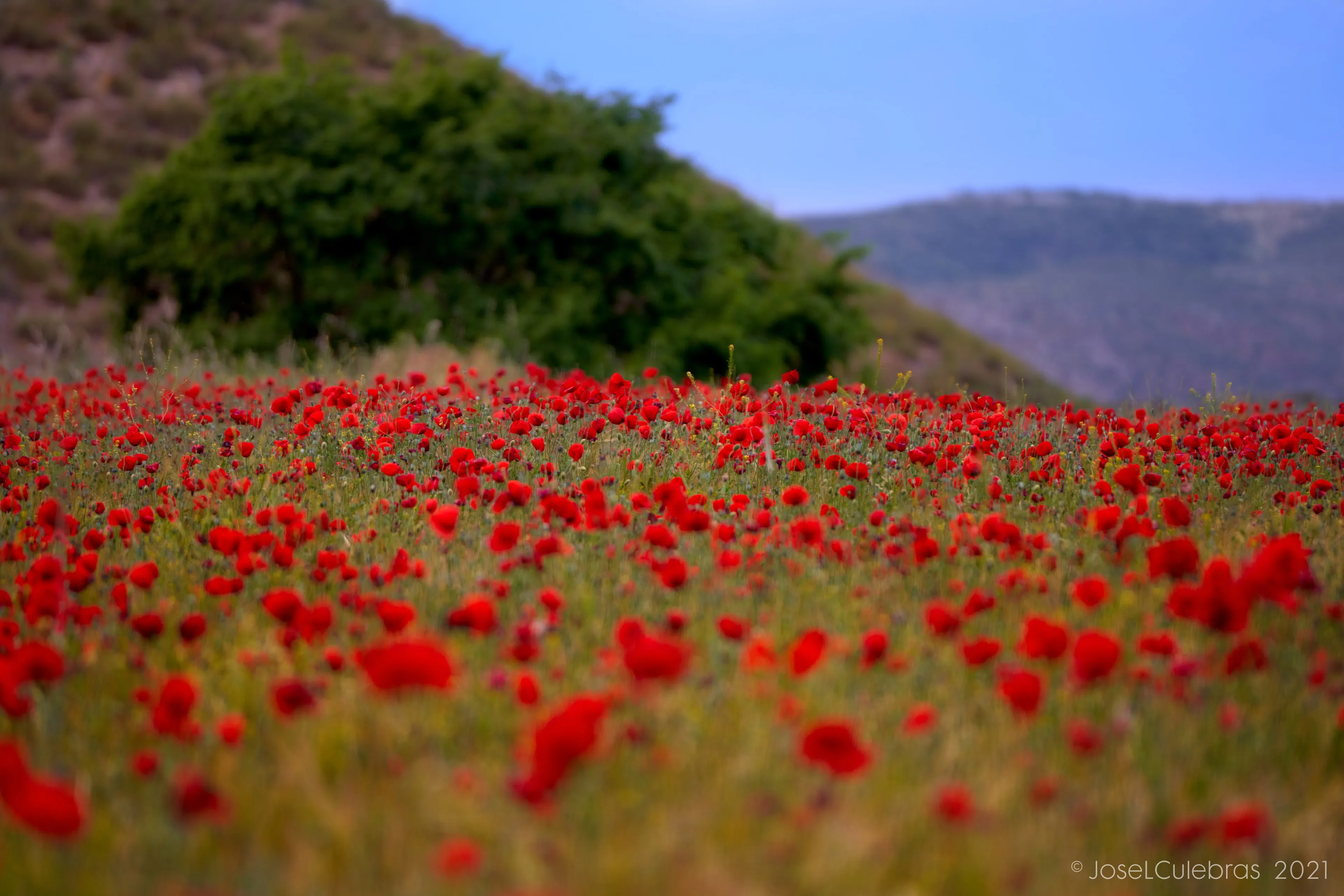 Flora