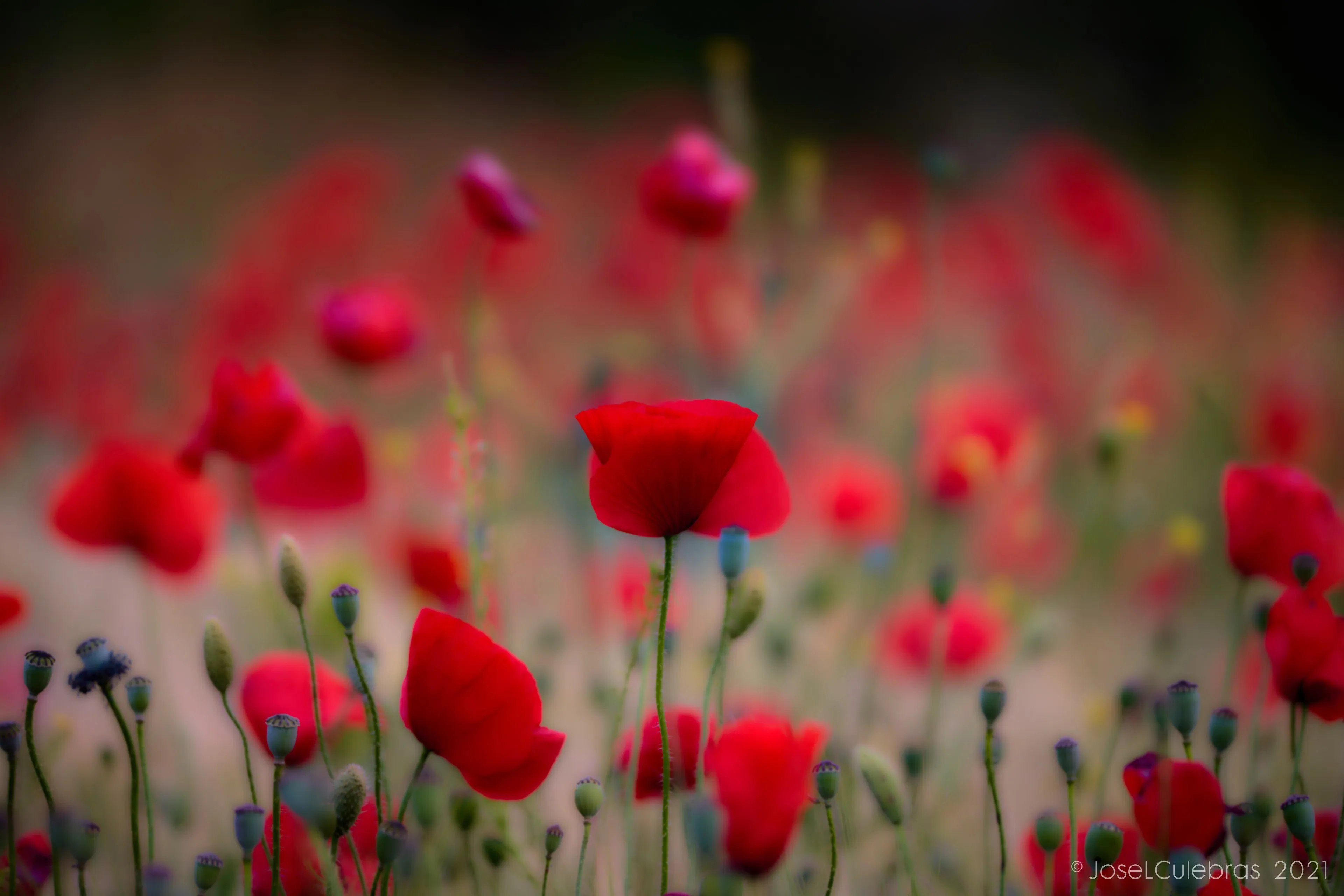 Flora