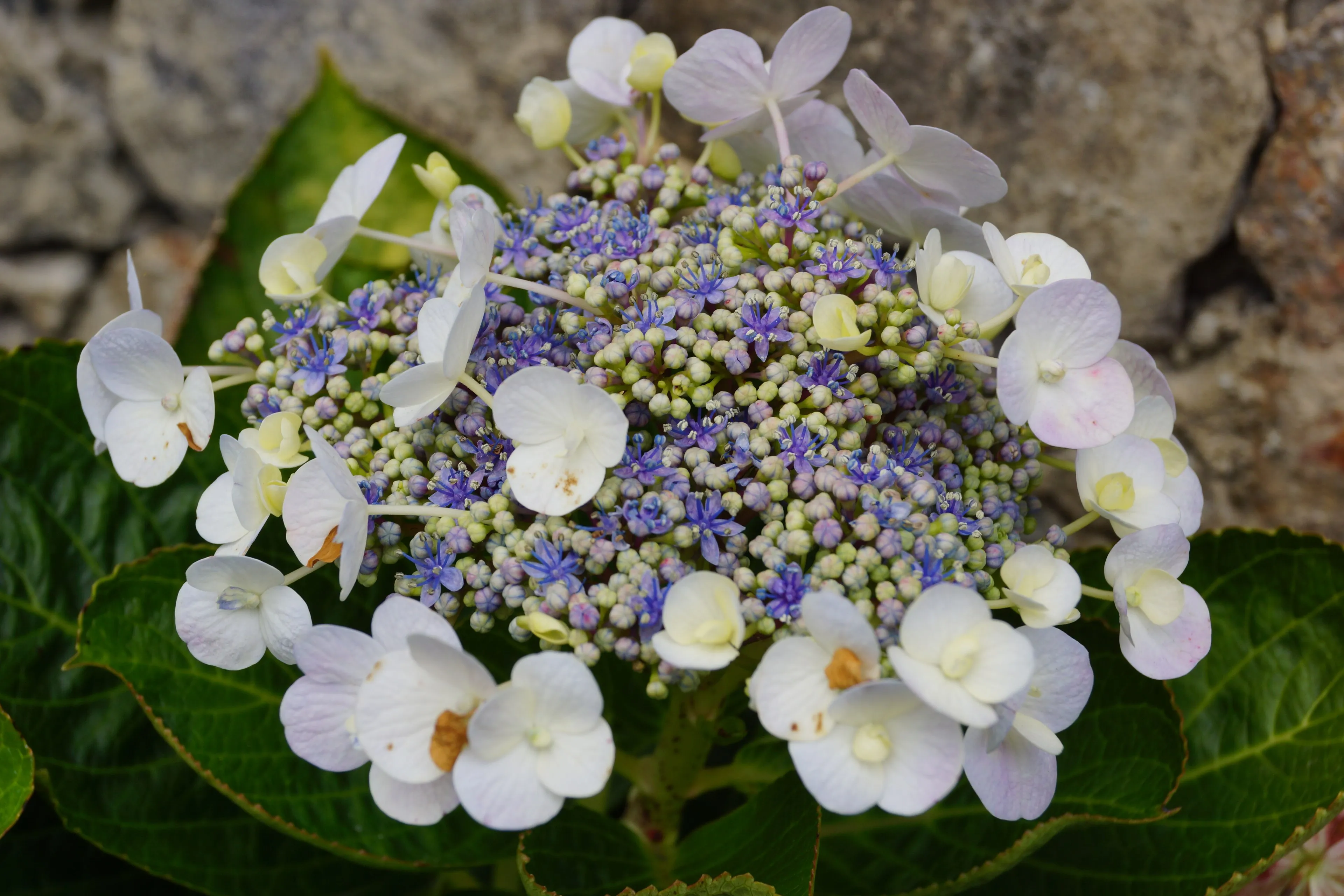 Flora
