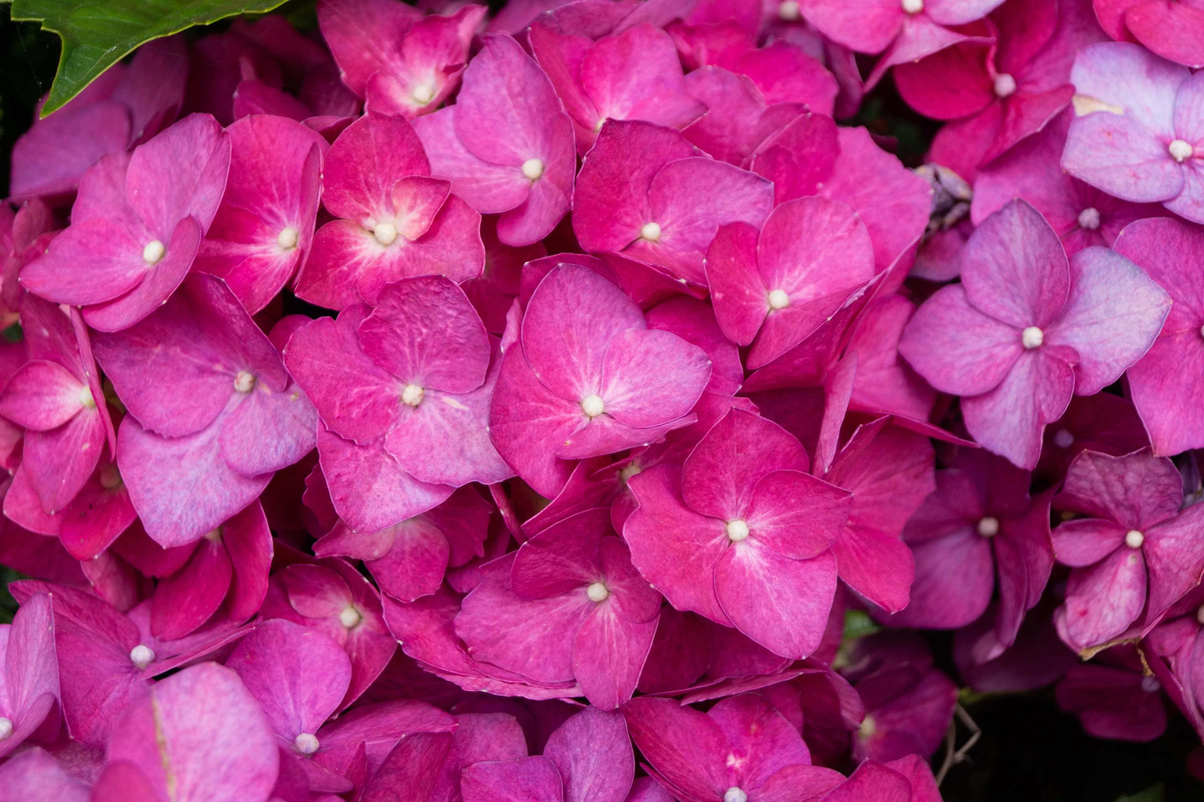 Flora