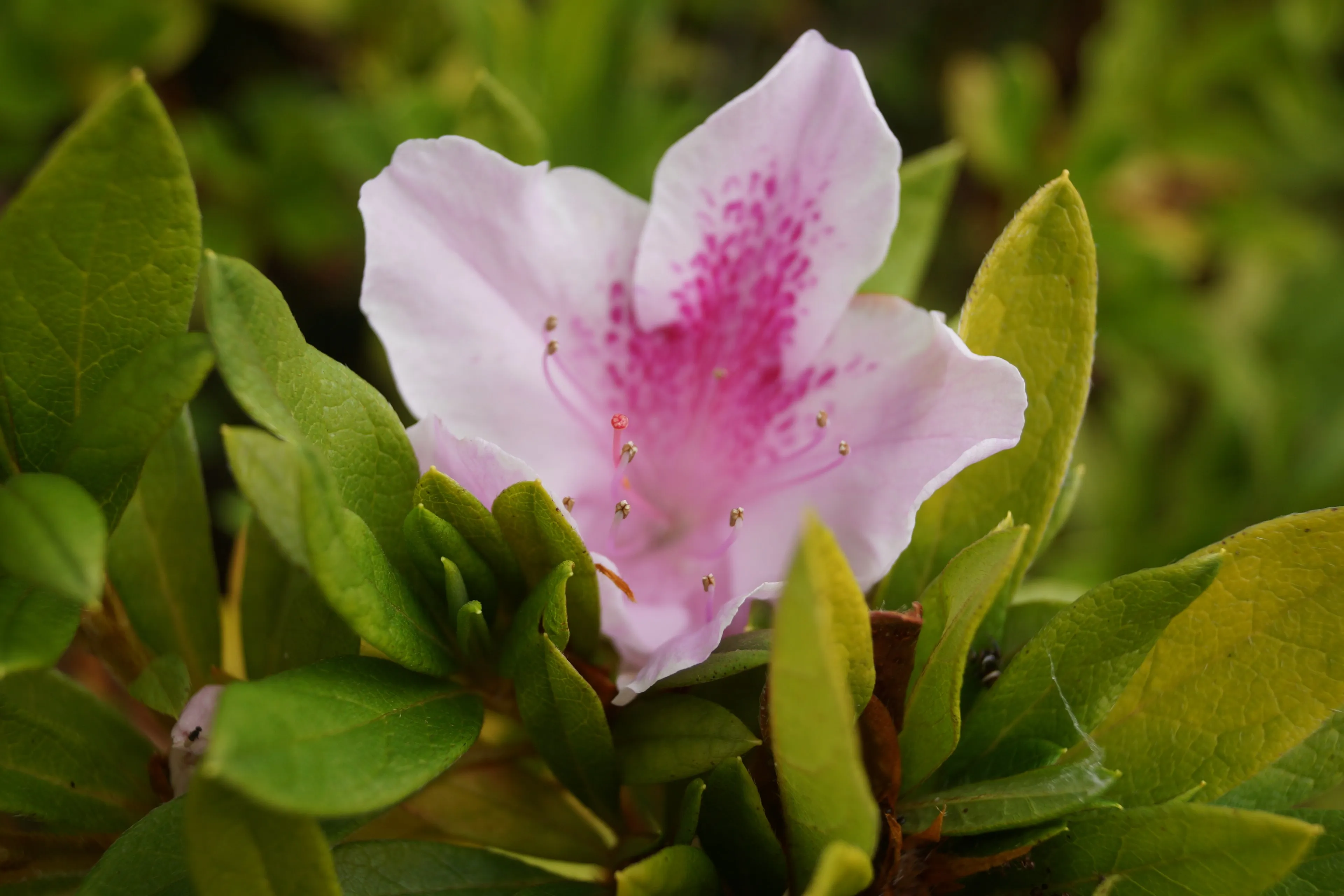 Flora