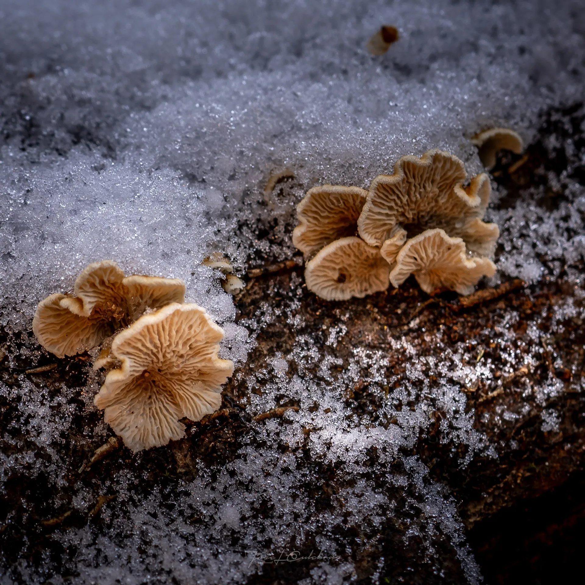 Macro