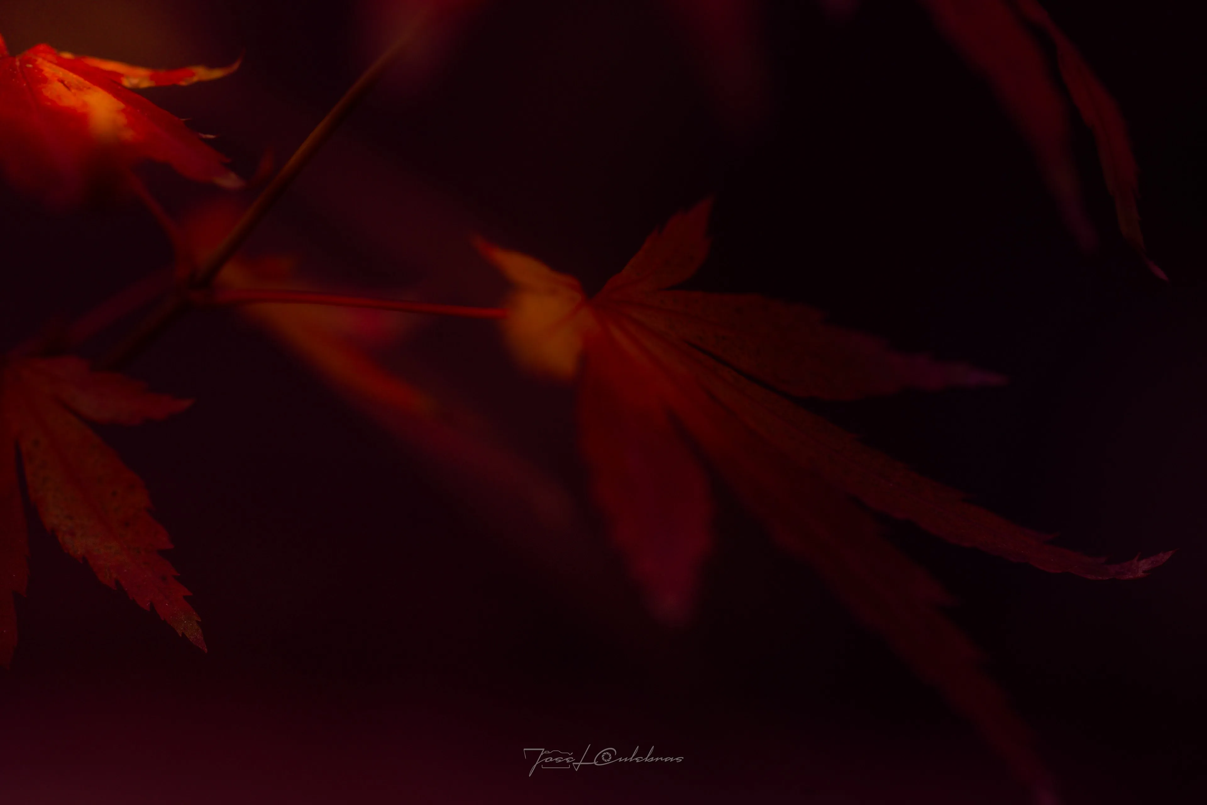 Macro