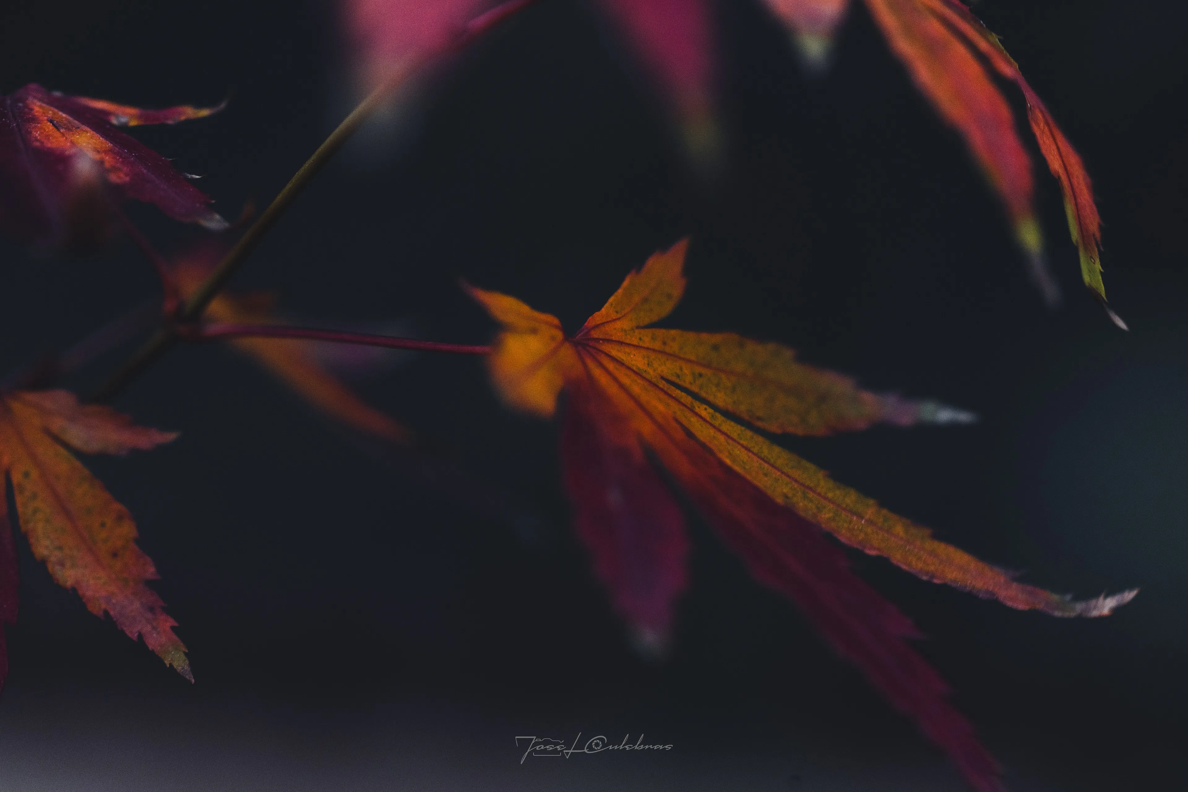 Macro