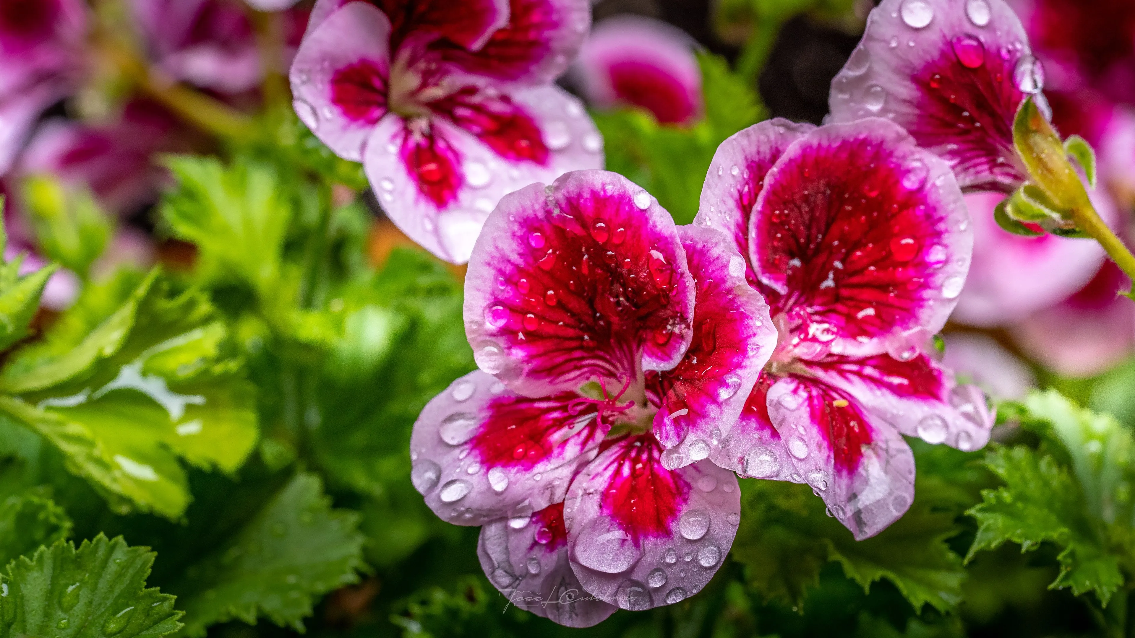 Macro