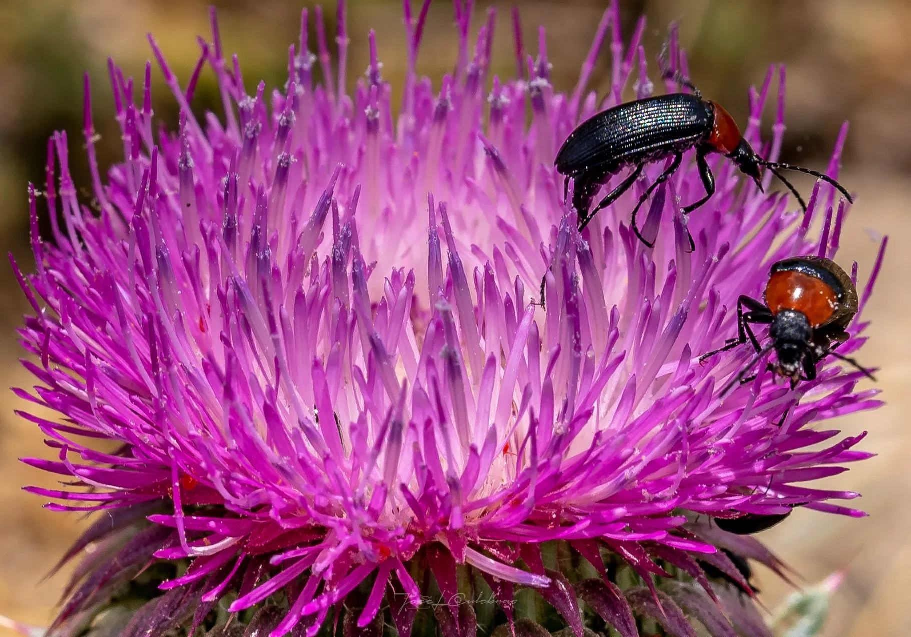 Macro