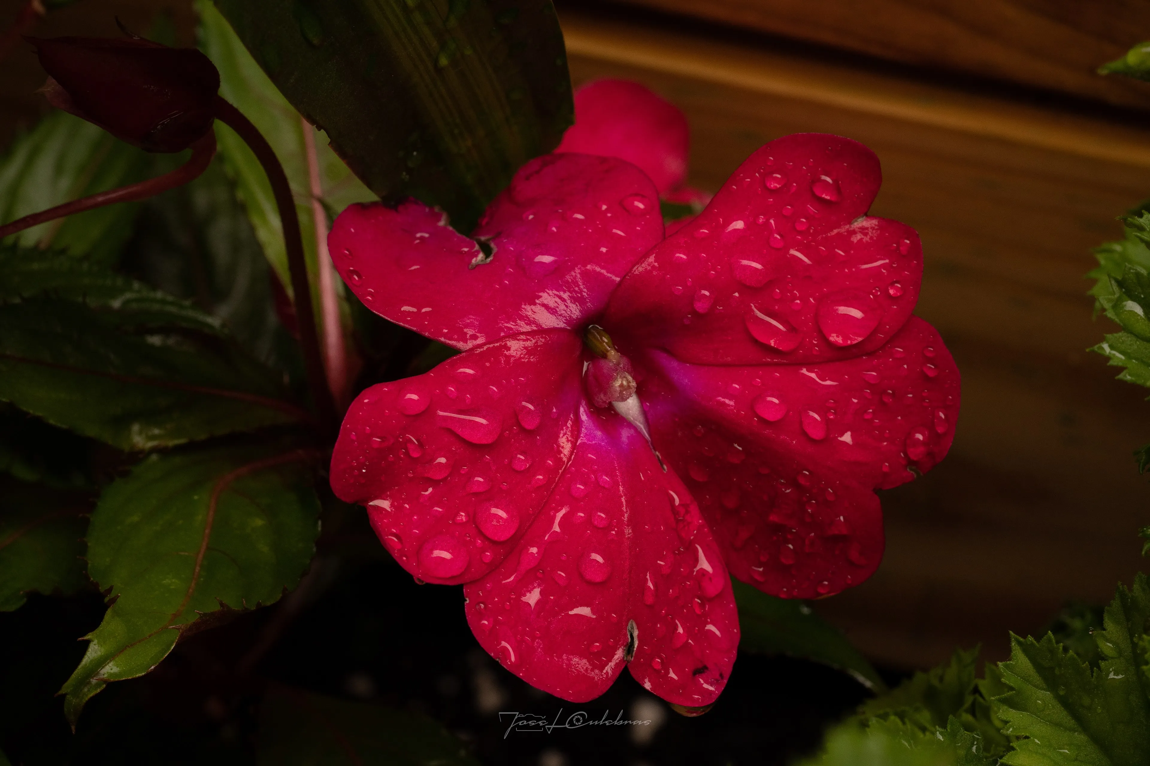 Macro