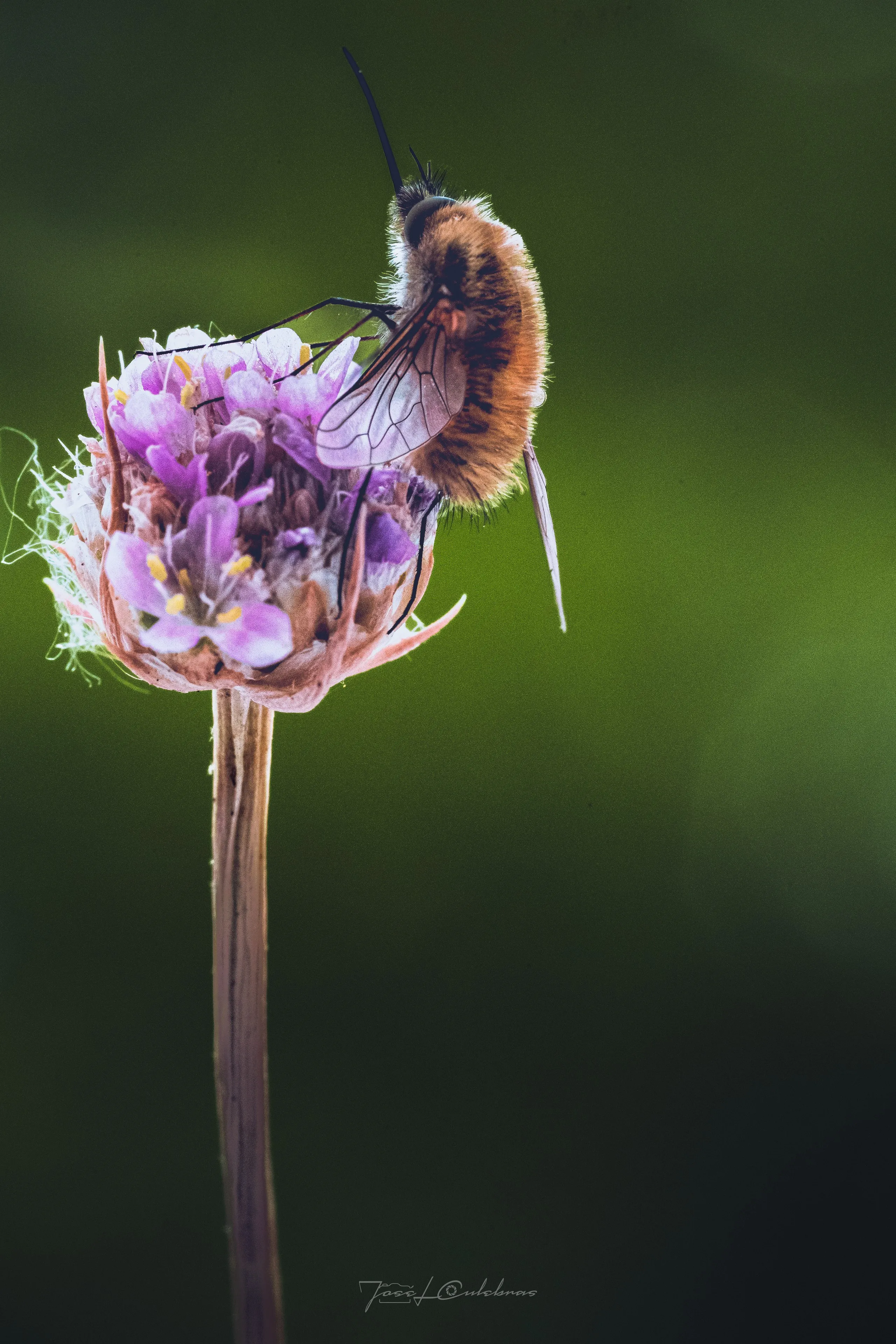 Macro
