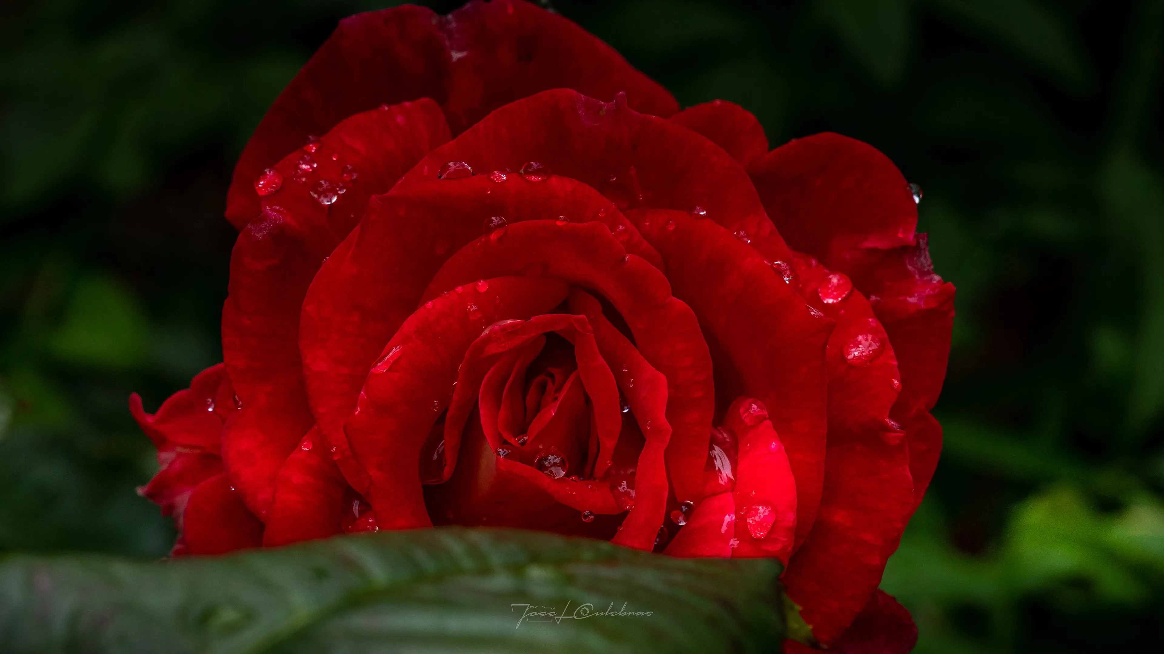 Macro