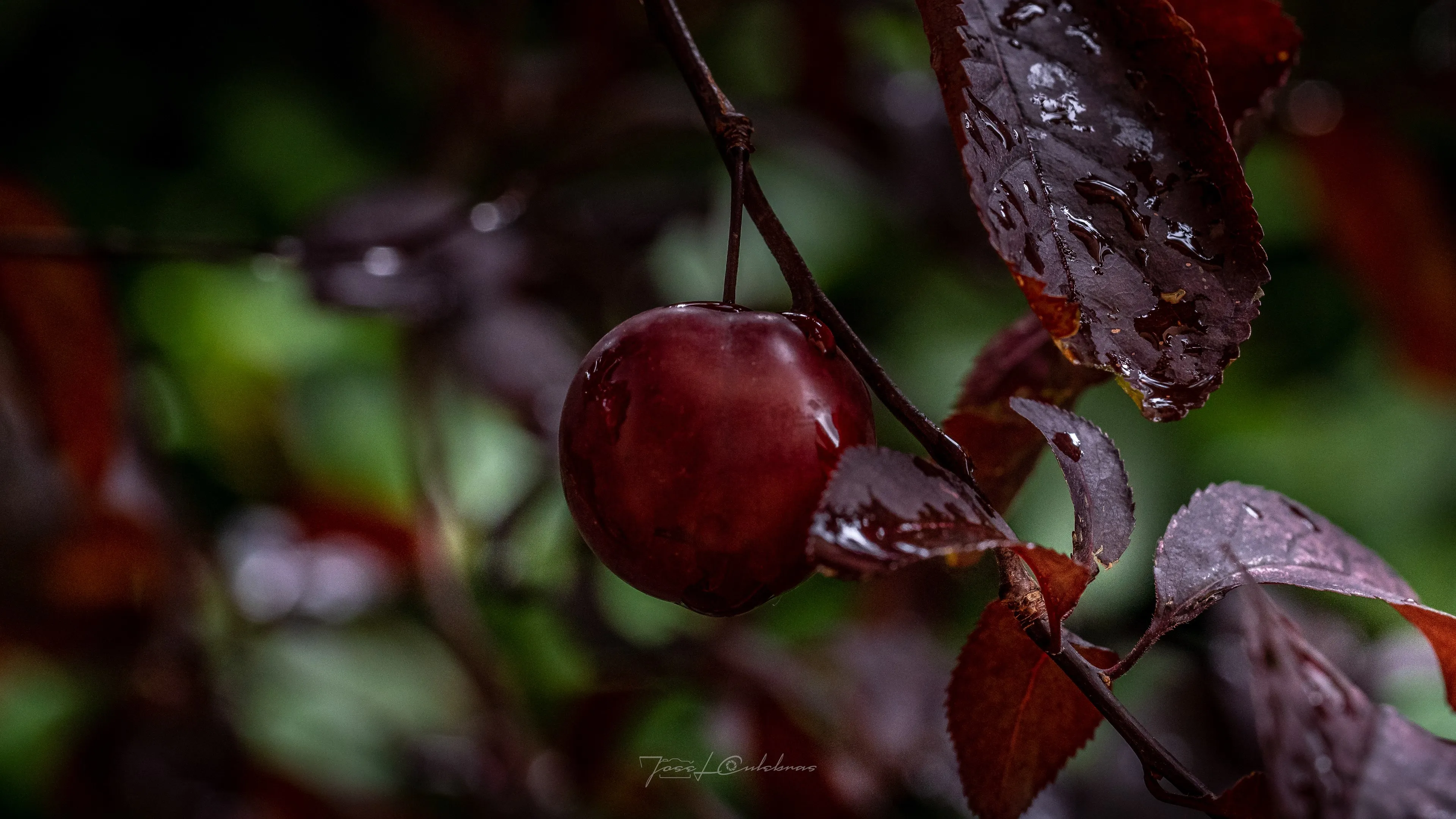 Macro