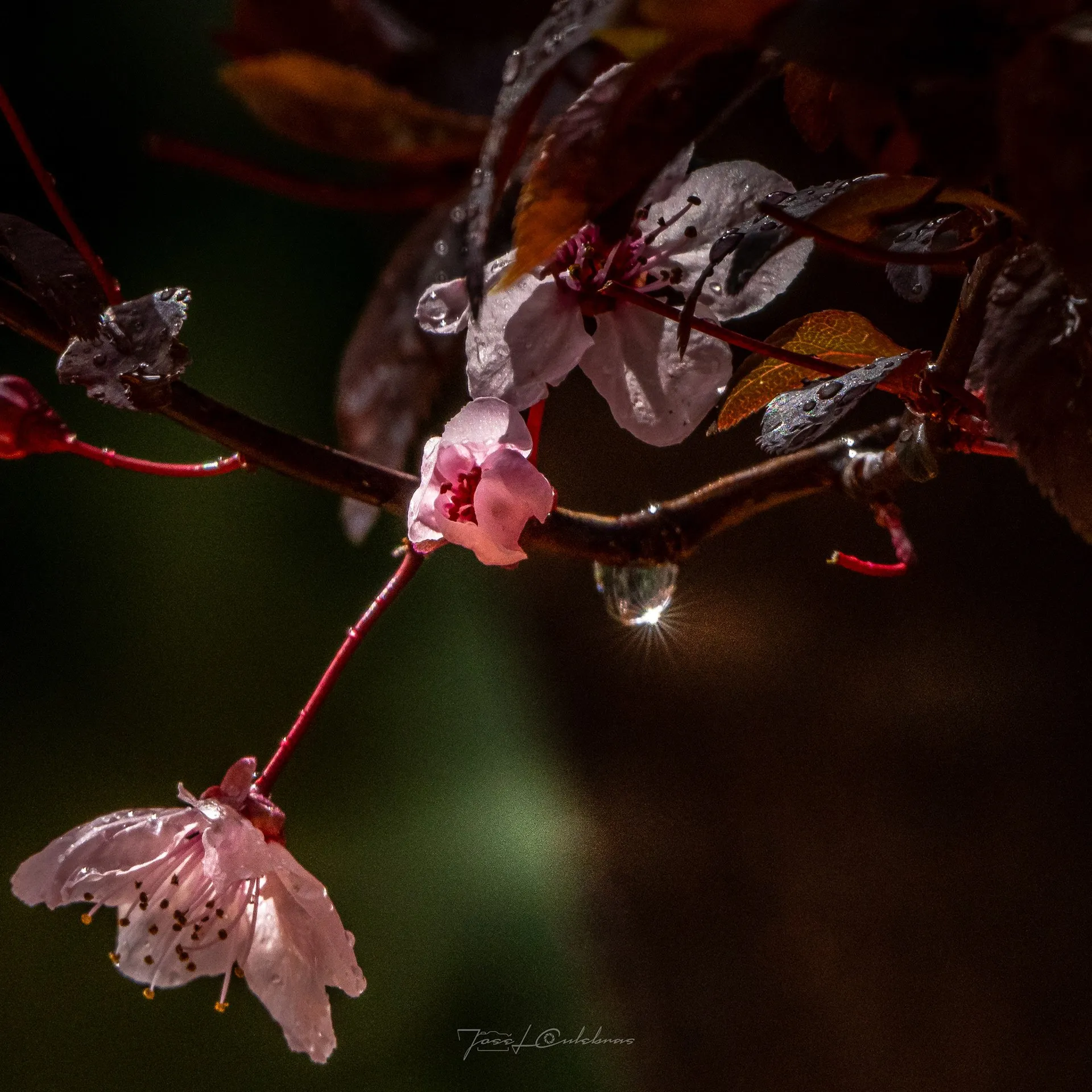 Macro