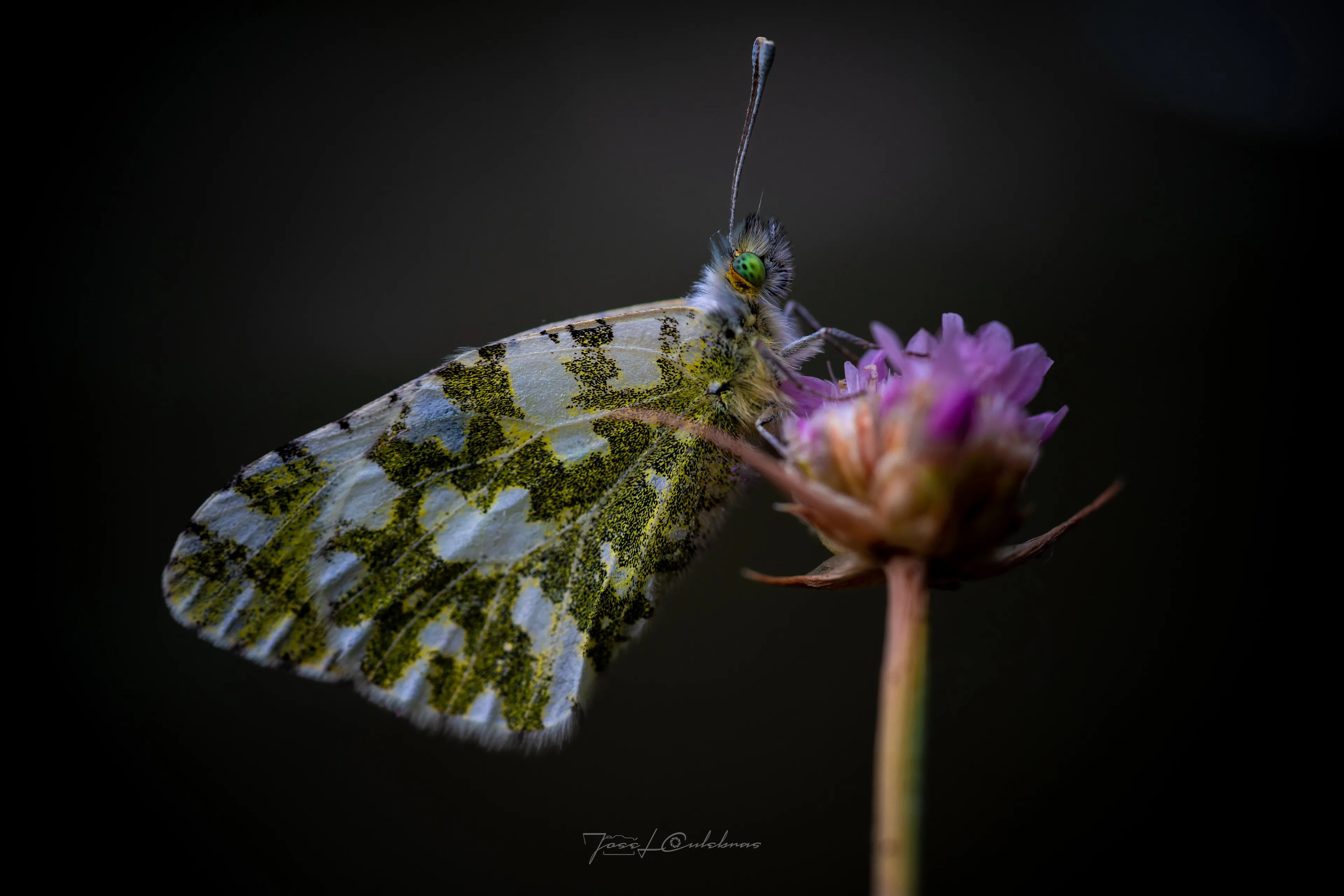 Macro