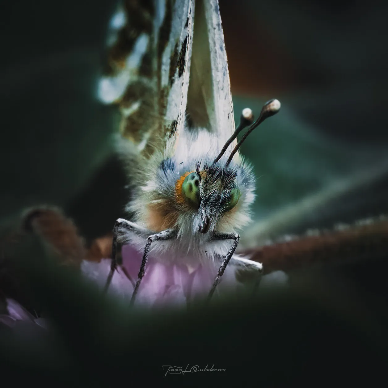 Macro