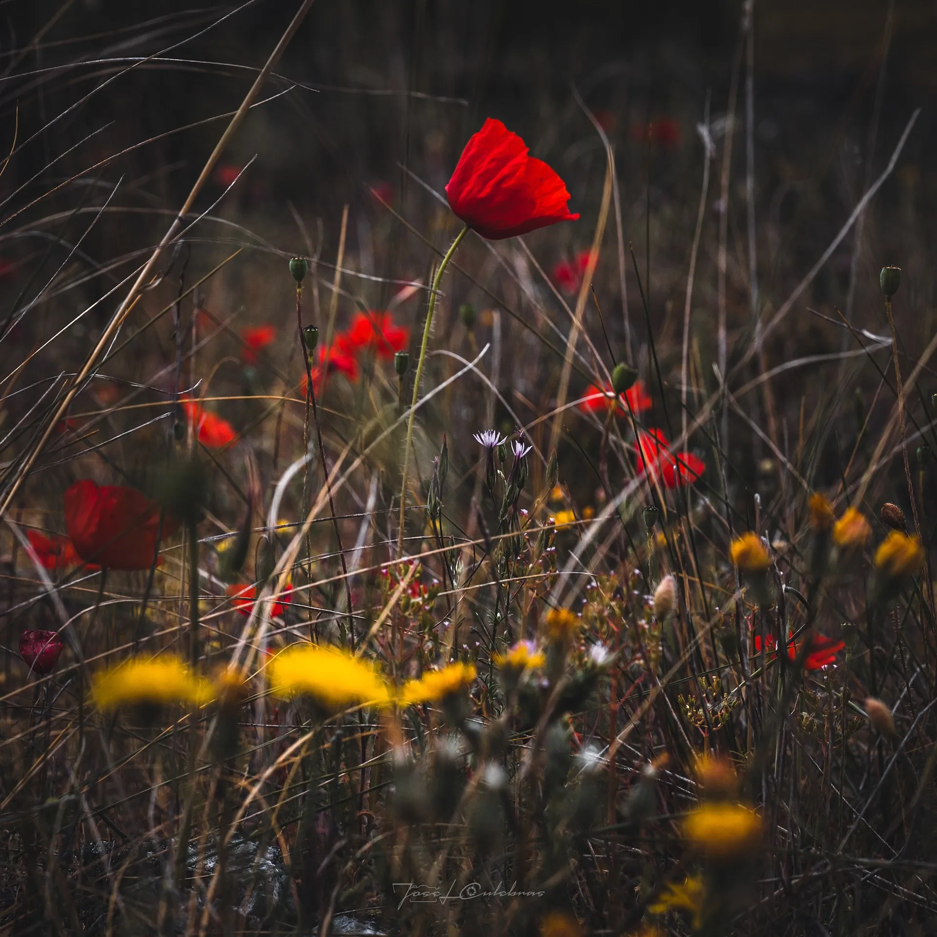 Macro