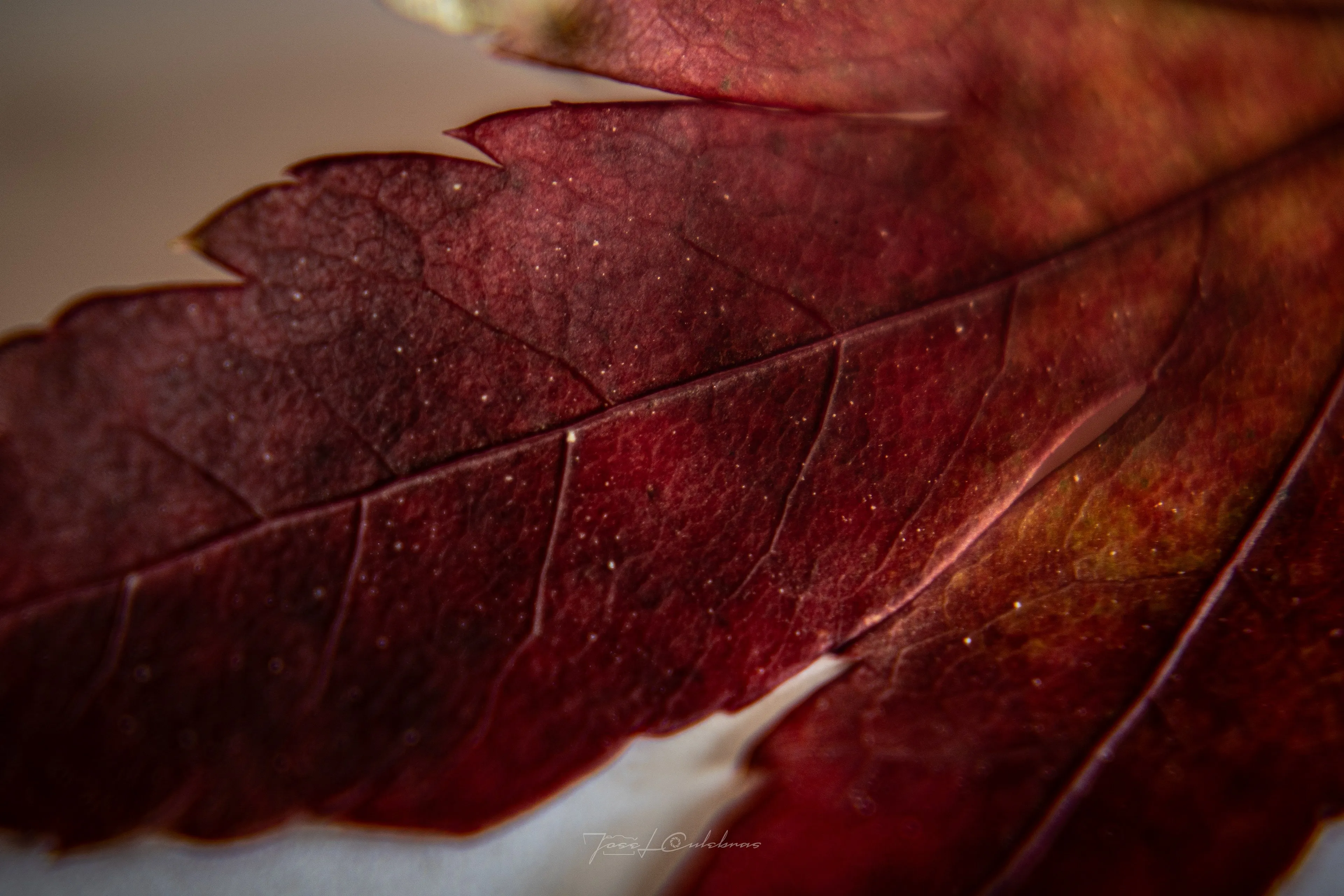 Macro