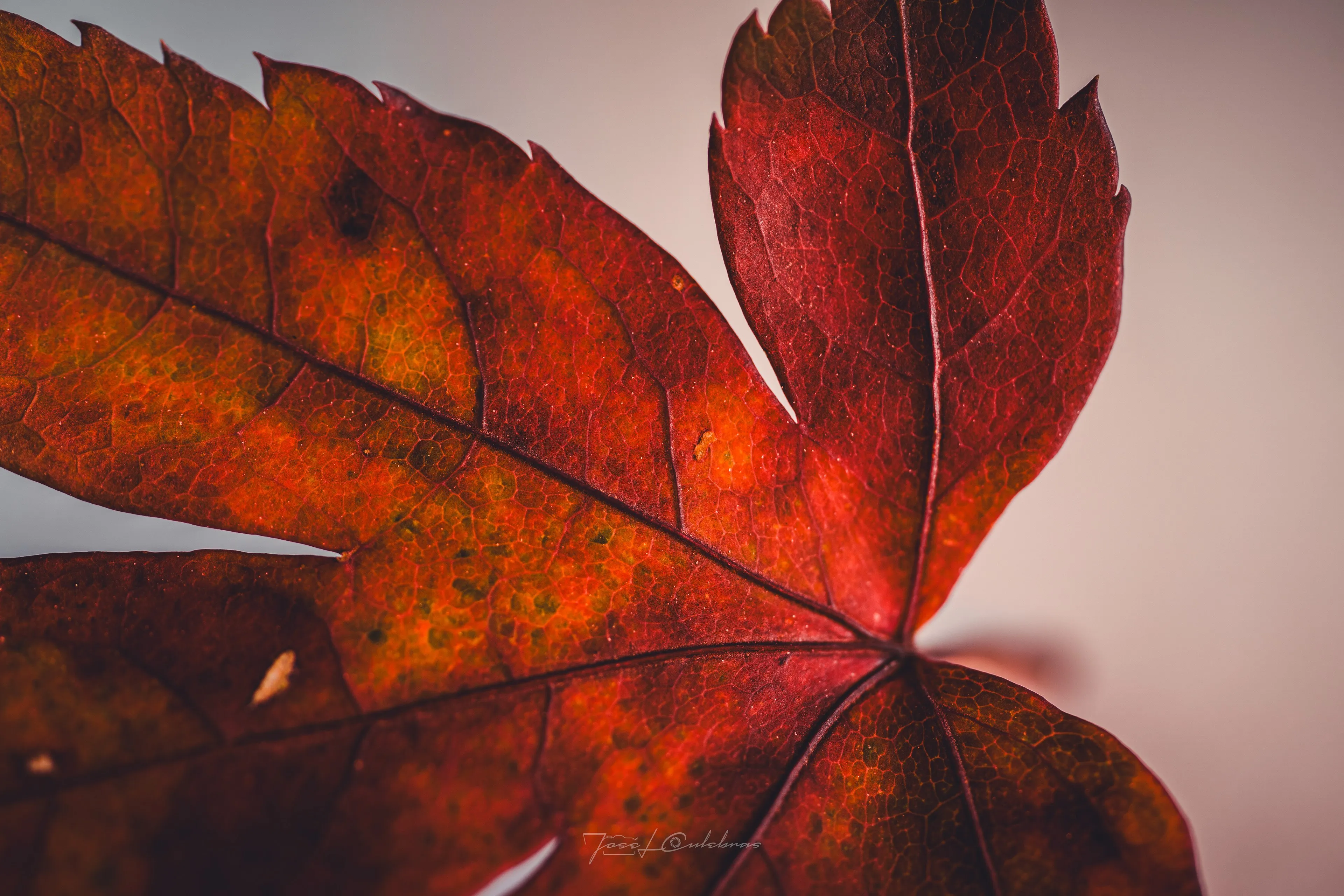 Macro