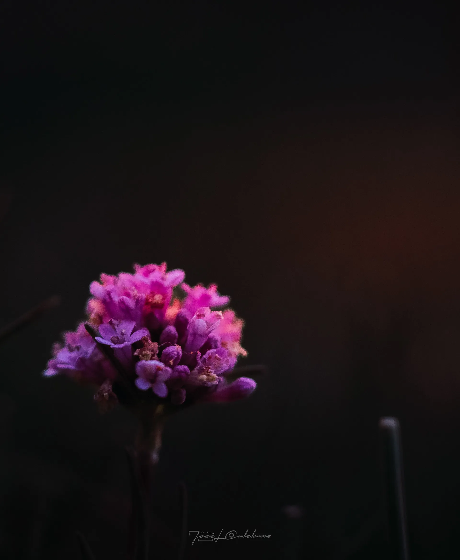 Macro
