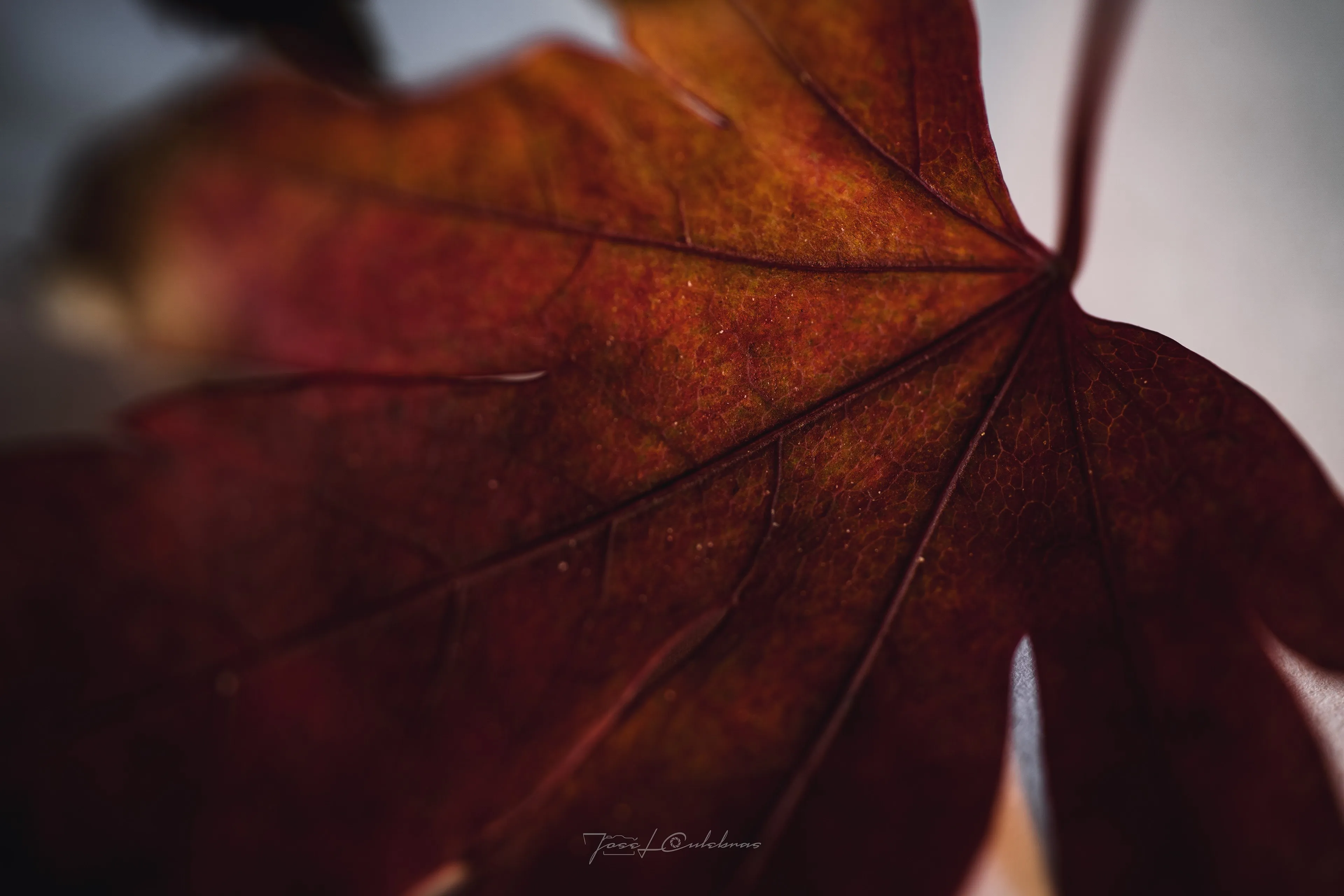 Macro