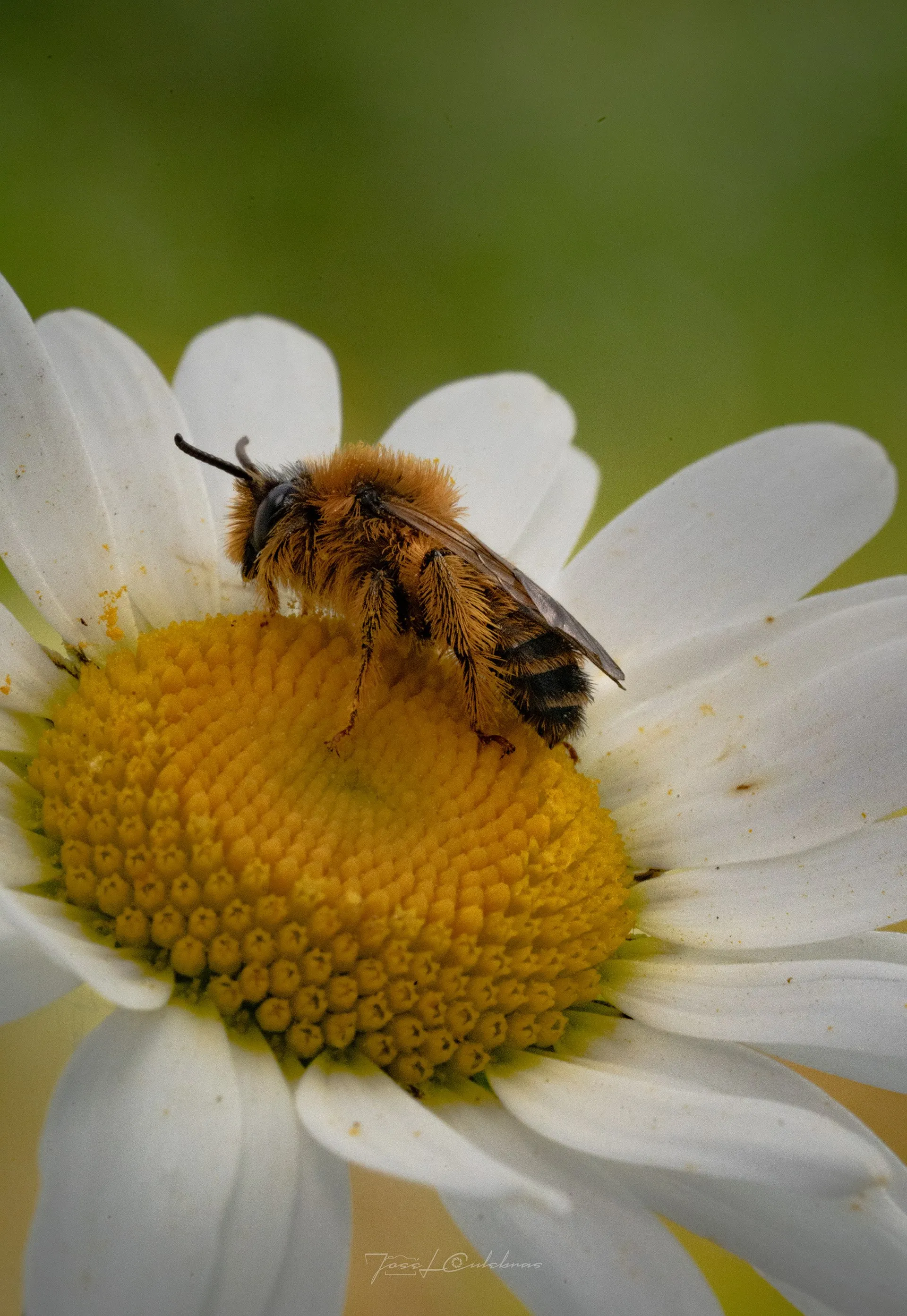 Macro