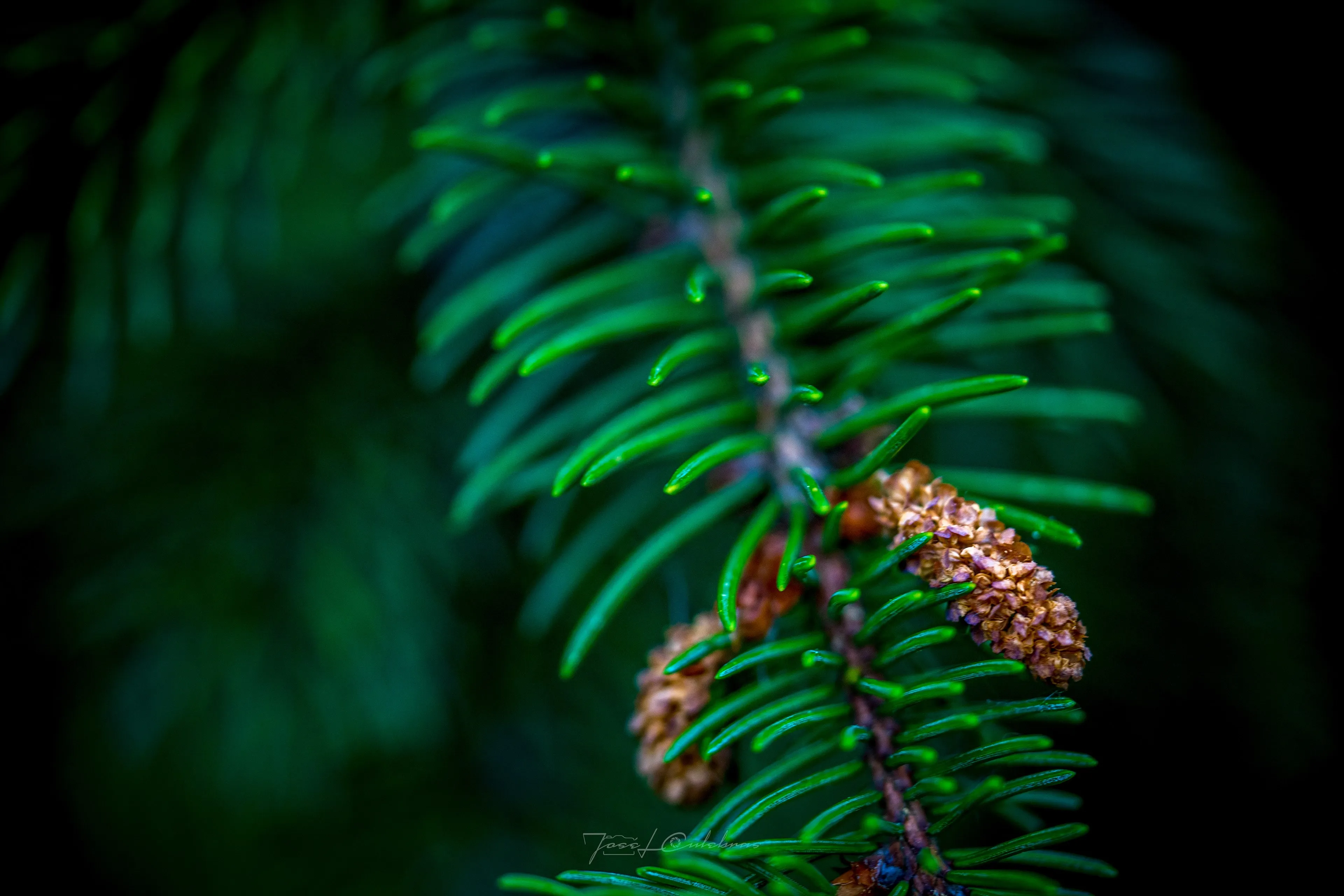 Macro