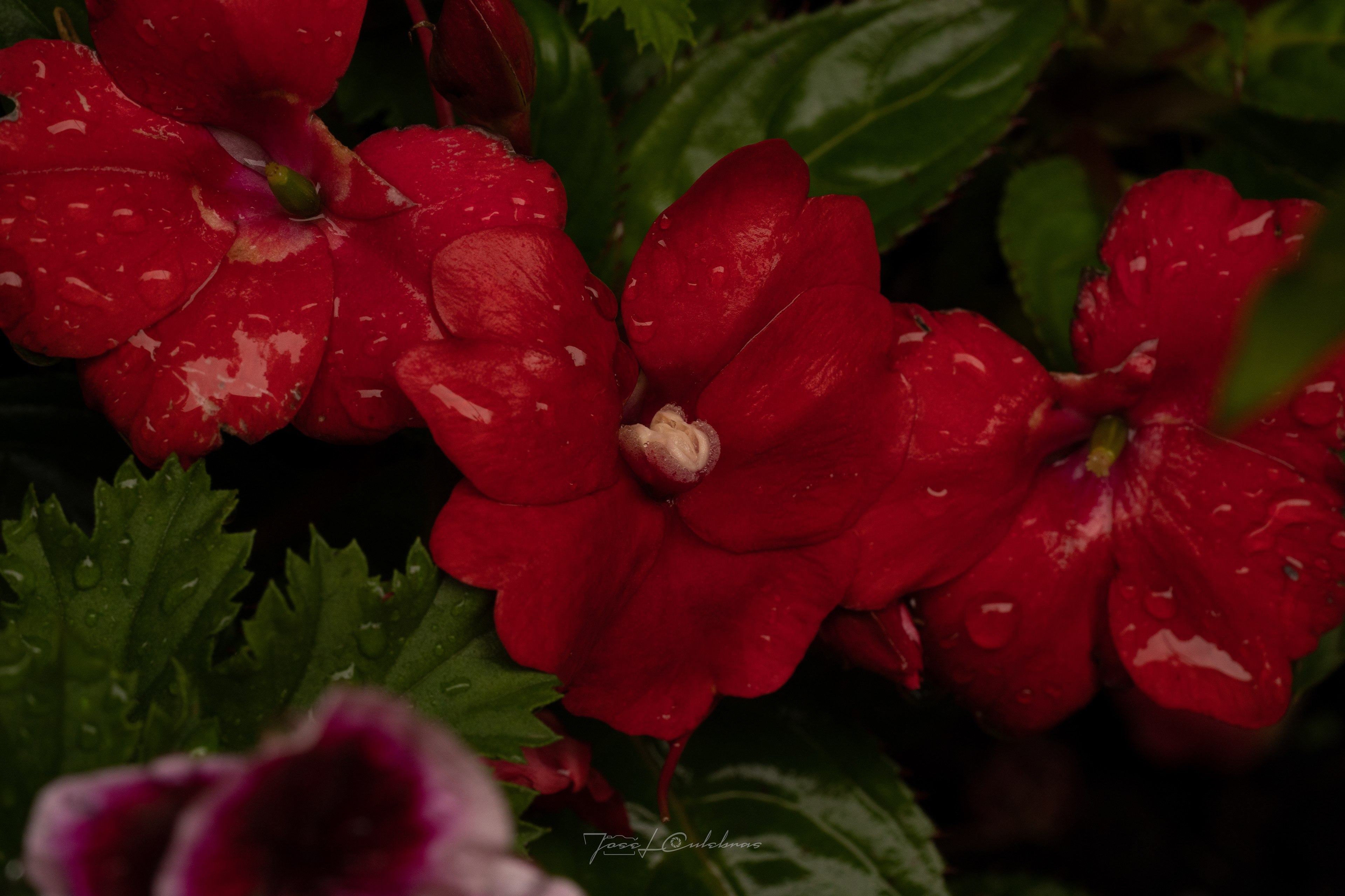 Macro