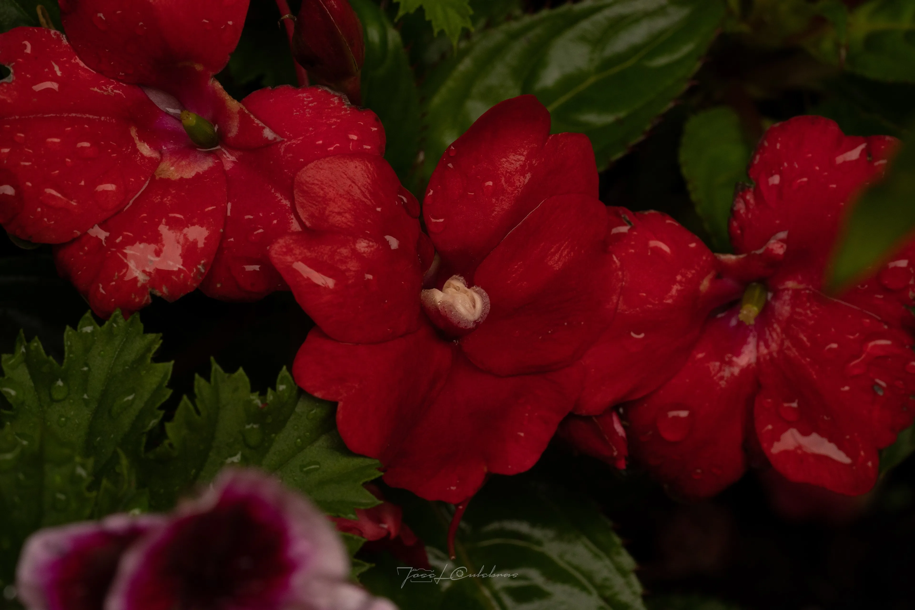 Macro