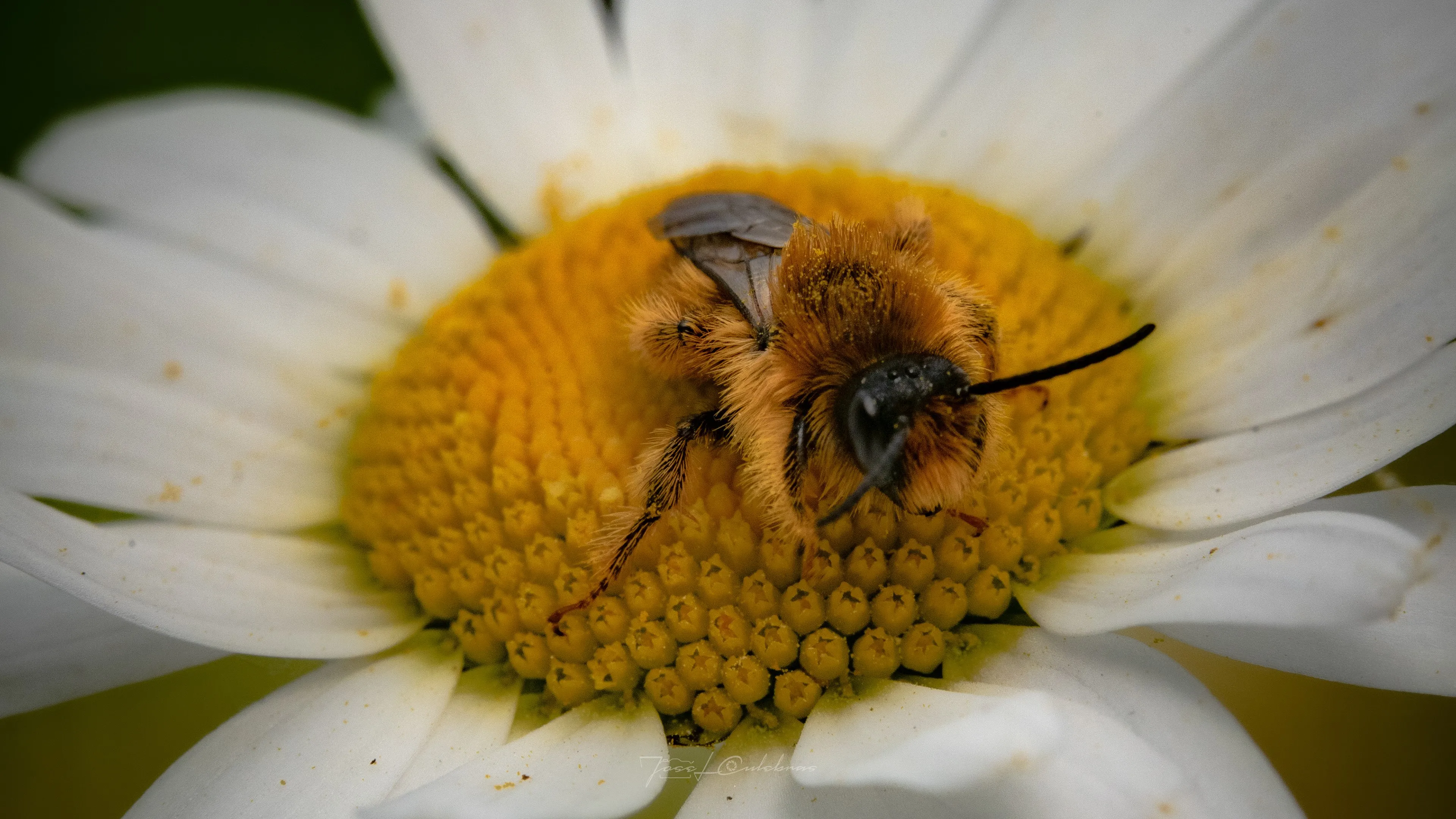 Macro
