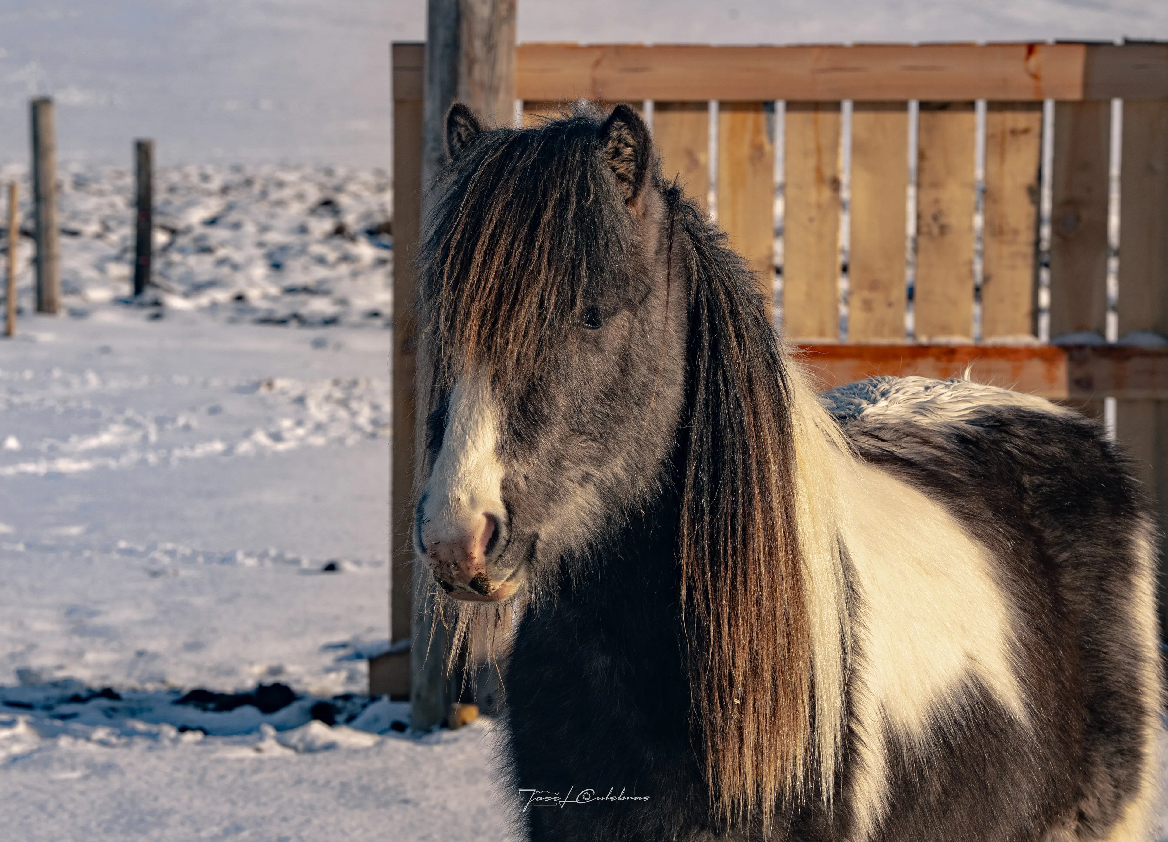 Islandia