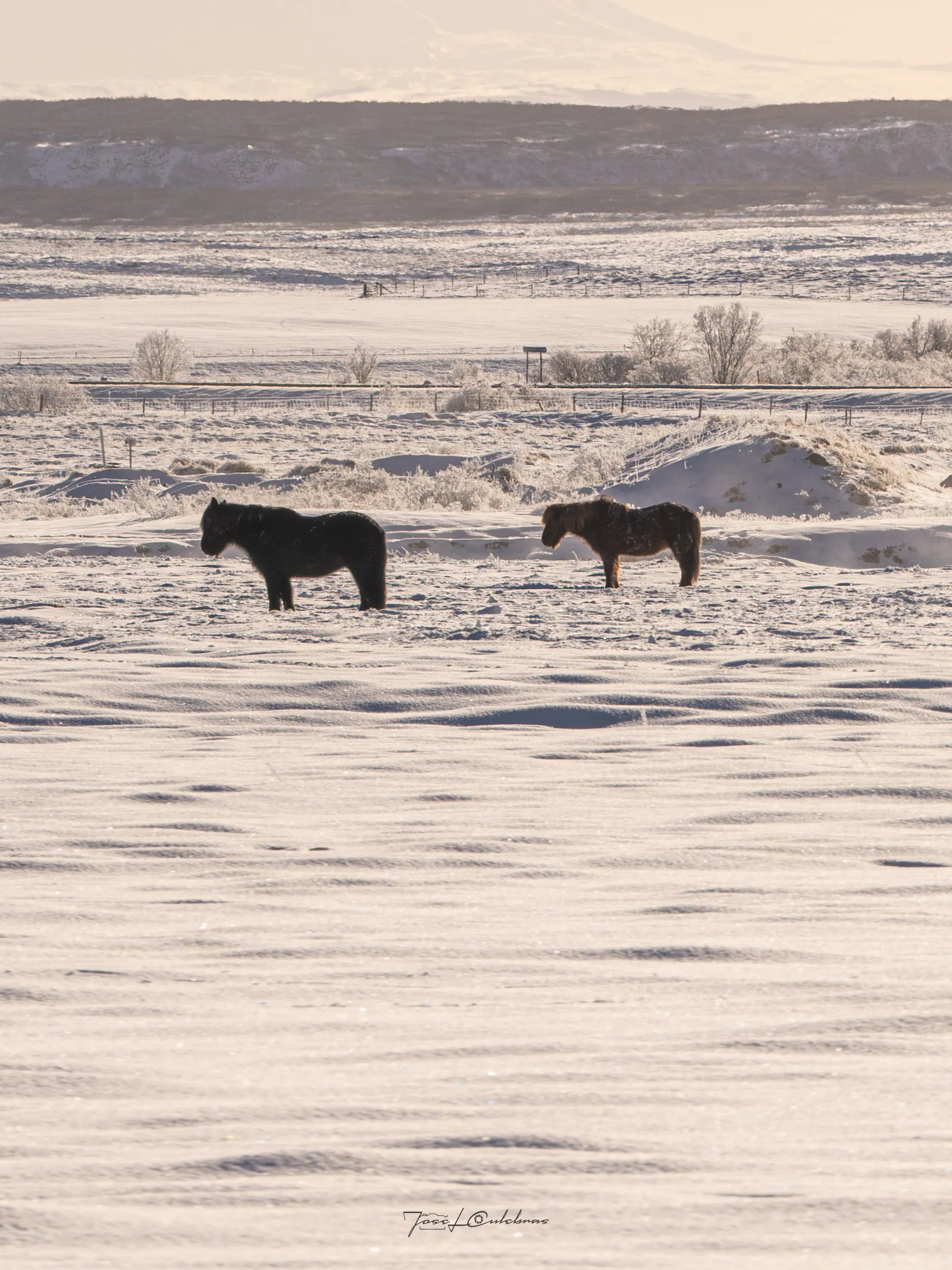 Islandia